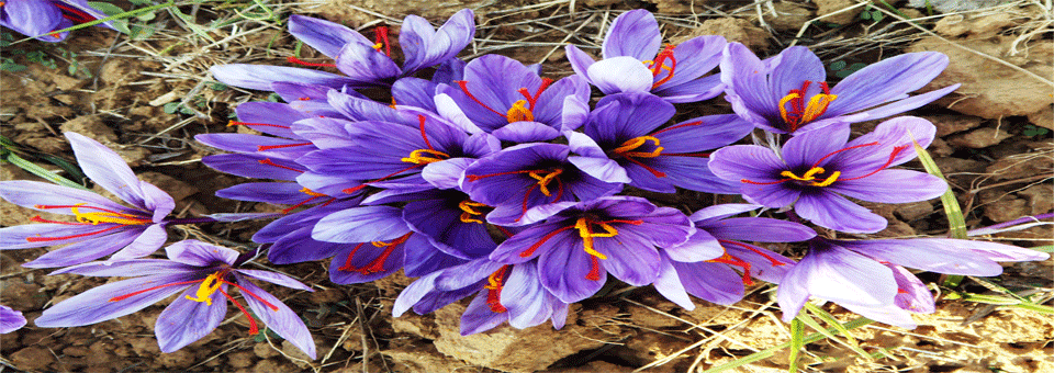 What is saffron?